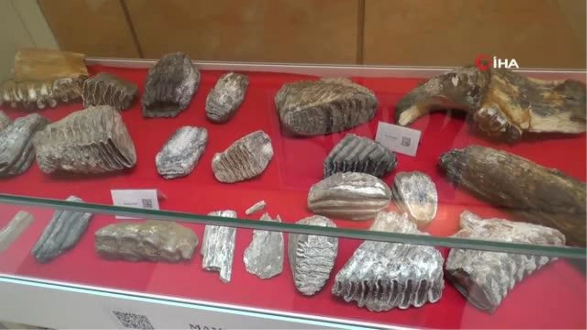 28 bin yıllık mamut parçaları Tekirdağ\'da