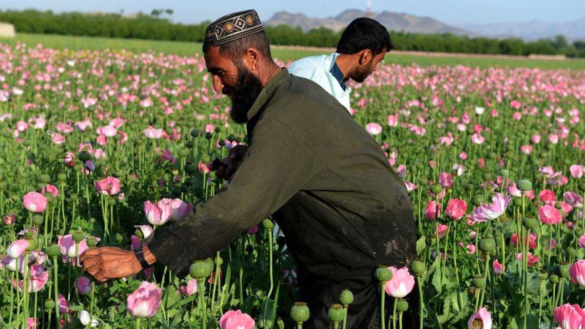 Afganistan\'da ekonomik çöküş metamfetamin ve eroin üretimini artırdı
