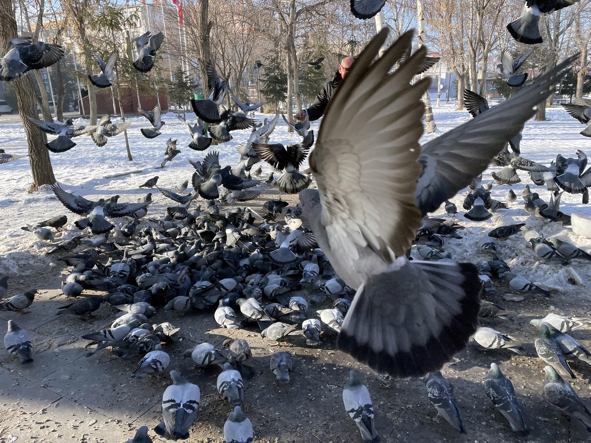 Erzurum, Ağrı, Kars ve Ardahan\'da soğuk hava etkisini sürdürüyor