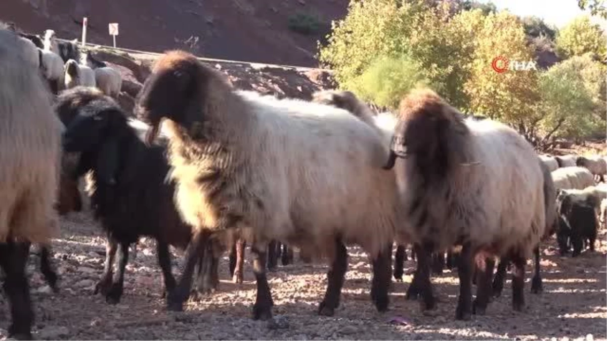 Göçerler, çıktıkları Faraşin\'den Cudi Dağı\'na indi