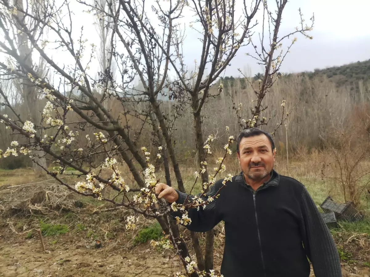 Mihalgazi ilçesinde erik ağacı çiçek açtı
