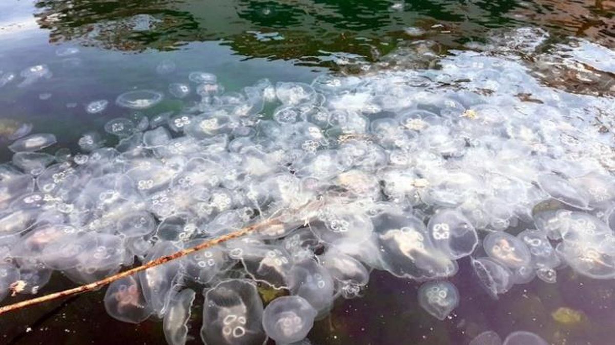 Son dakika! Marmara\'da müsilajdan sonra yeni tehdit! Balıkçılığı etkileyecek