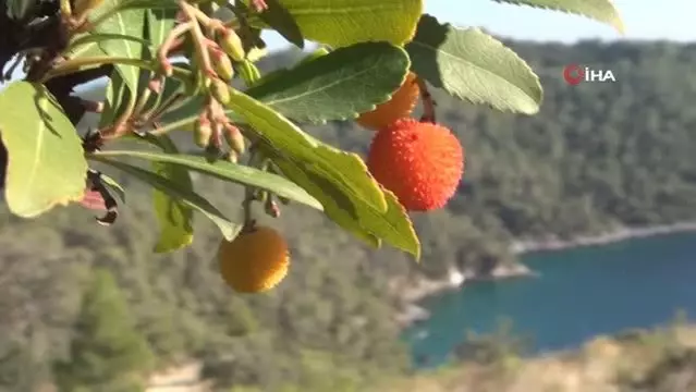 Tabiattaki binlerce yıllık şifa