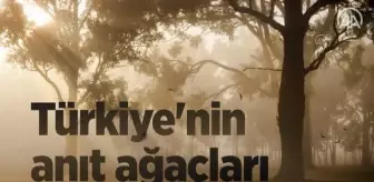 Türkiye'nin anıt ağaçları zamana meydan okuyor