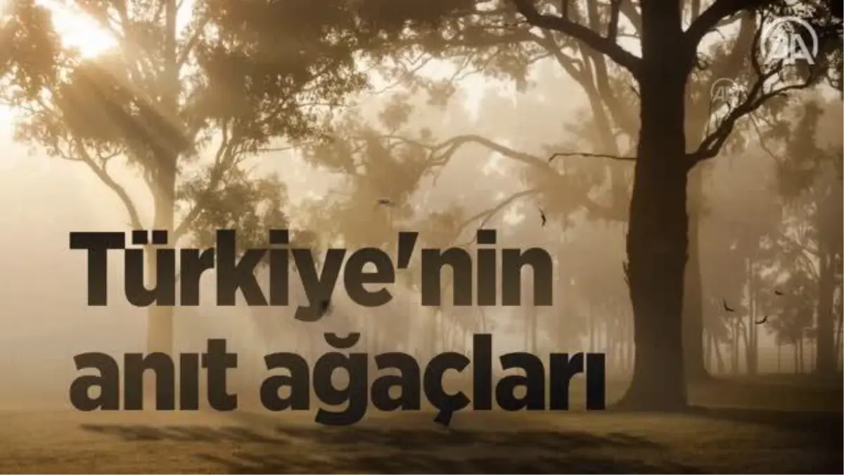 Türkiye'nin anıt ağaçları zamana meydan okuyor