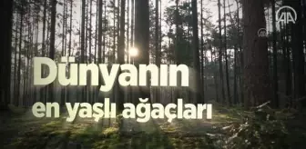 (VİDEO-GRAFİK) - Dünyanın çeşitli bölgelerindeki anıt ağaçlar tarihe tanıklık ediyor