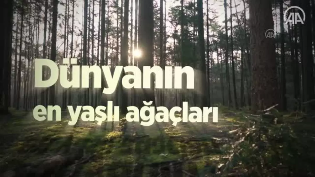 (VİDEO-GRAFİK) - Dünyanın çeşitli bölgelerindeki anıt ağaçlar tarihe tanıklık ediyor