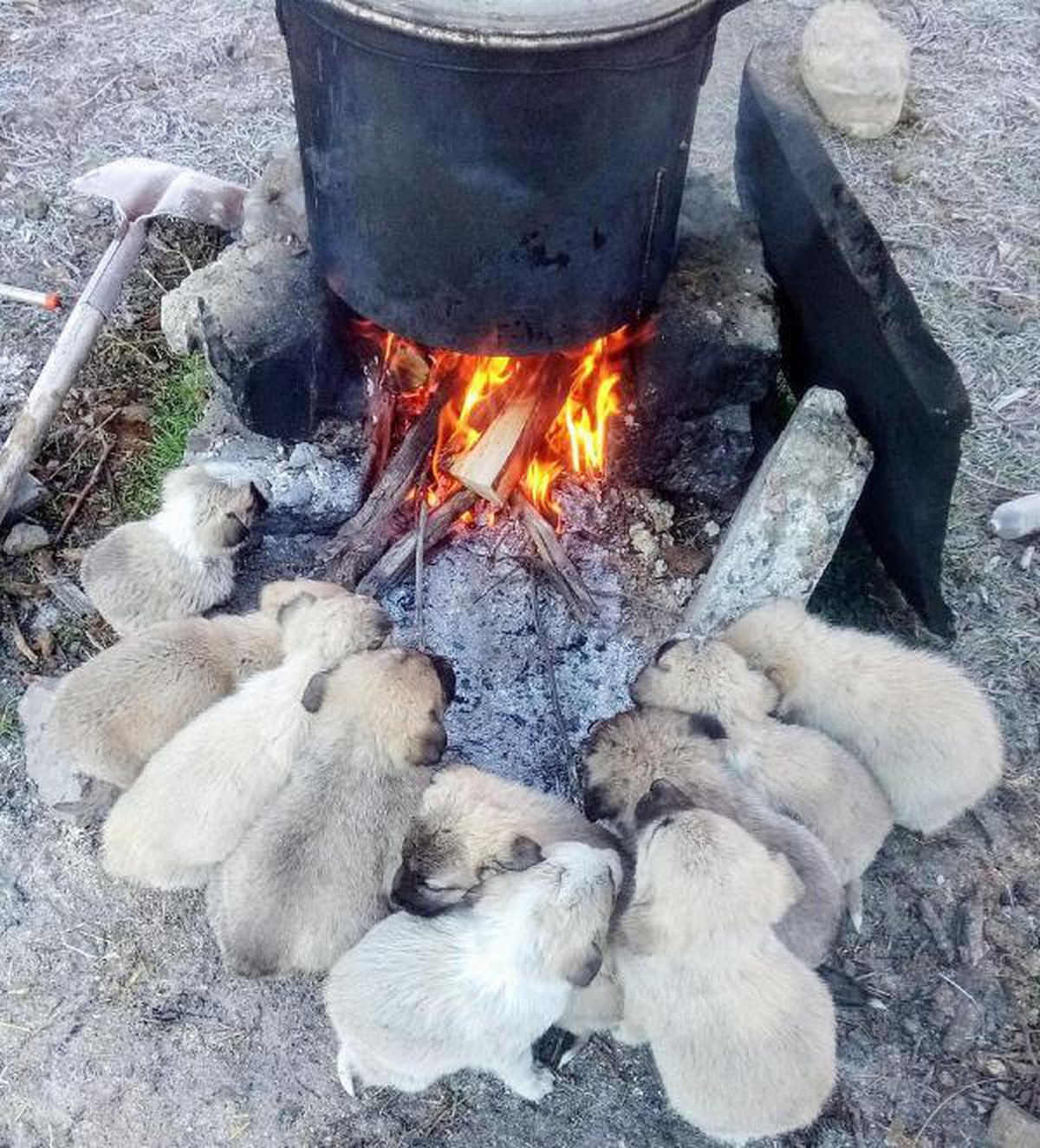 Warm-up time for Kangal dog Lessi\'s 10 puppies