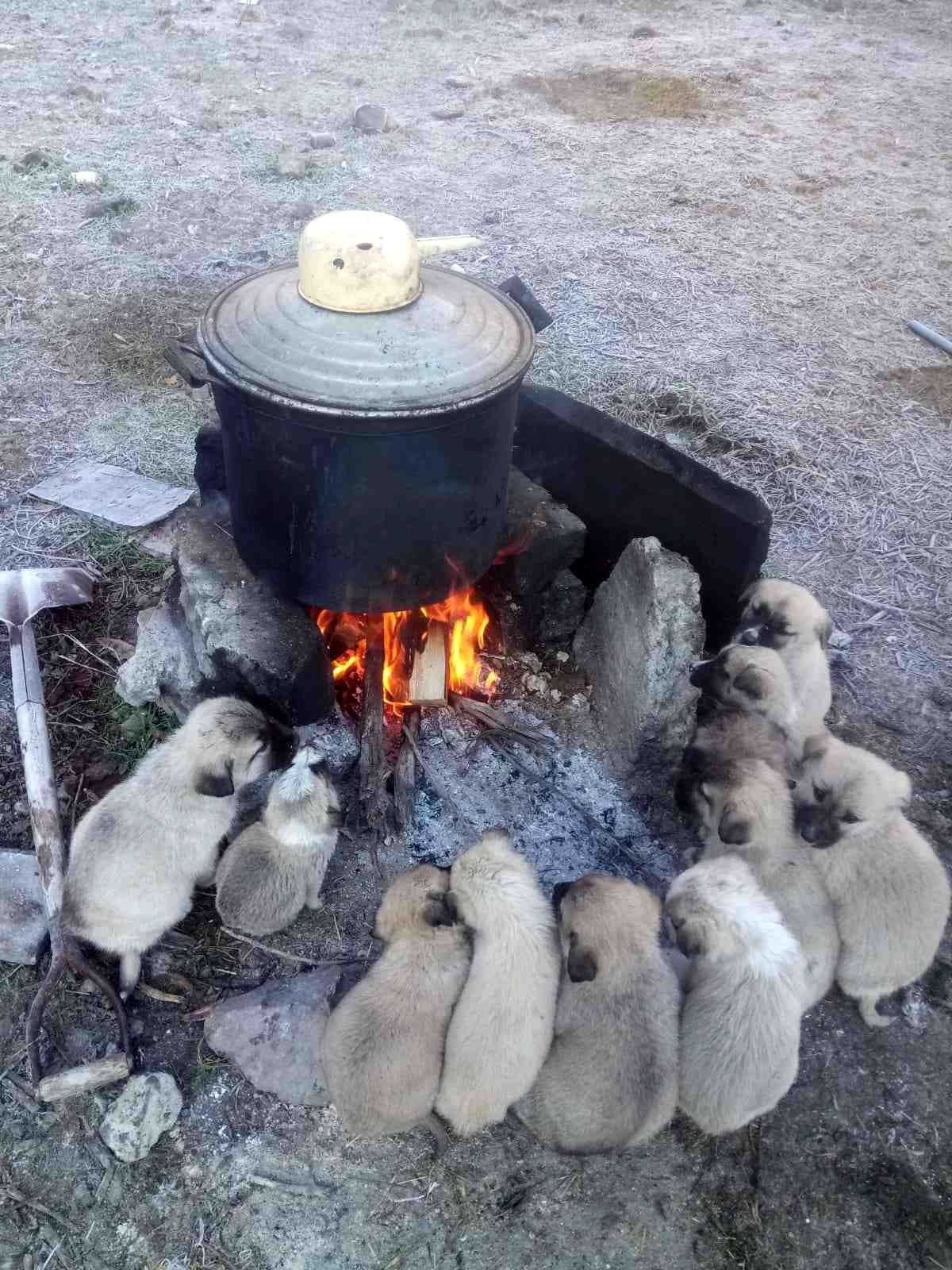 Yavru köpekler ocak ateşinde ısındılar