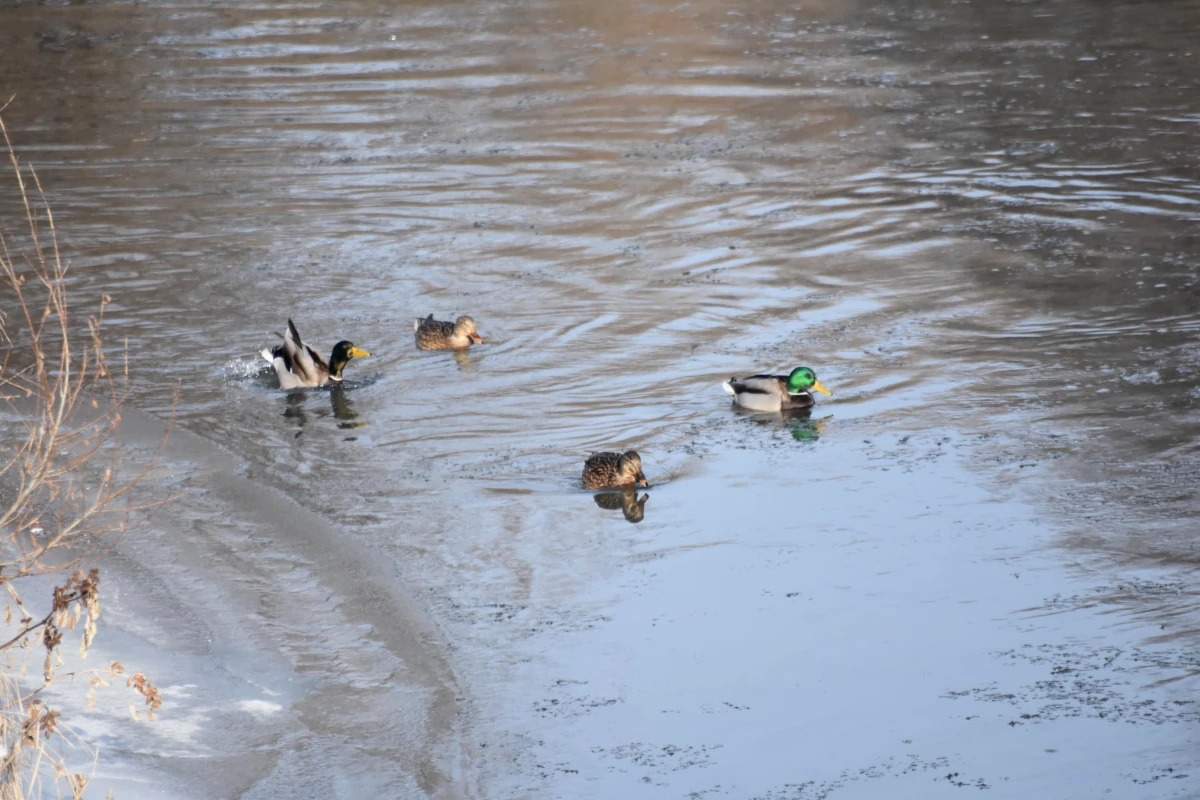 Yeşilbaş ördekler kısmen donan Kars Çayı\'nda yiyecek ararken görüntülendi