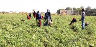 AL FAYYUM - Mısır'da kış mevsimi domates hasadı dönemi başladı
