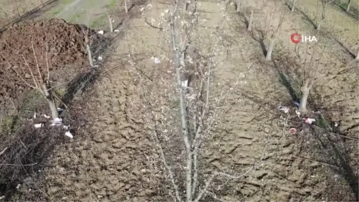 Aralık ayında çiçek açan erik ağacı görenleri şaşırttı