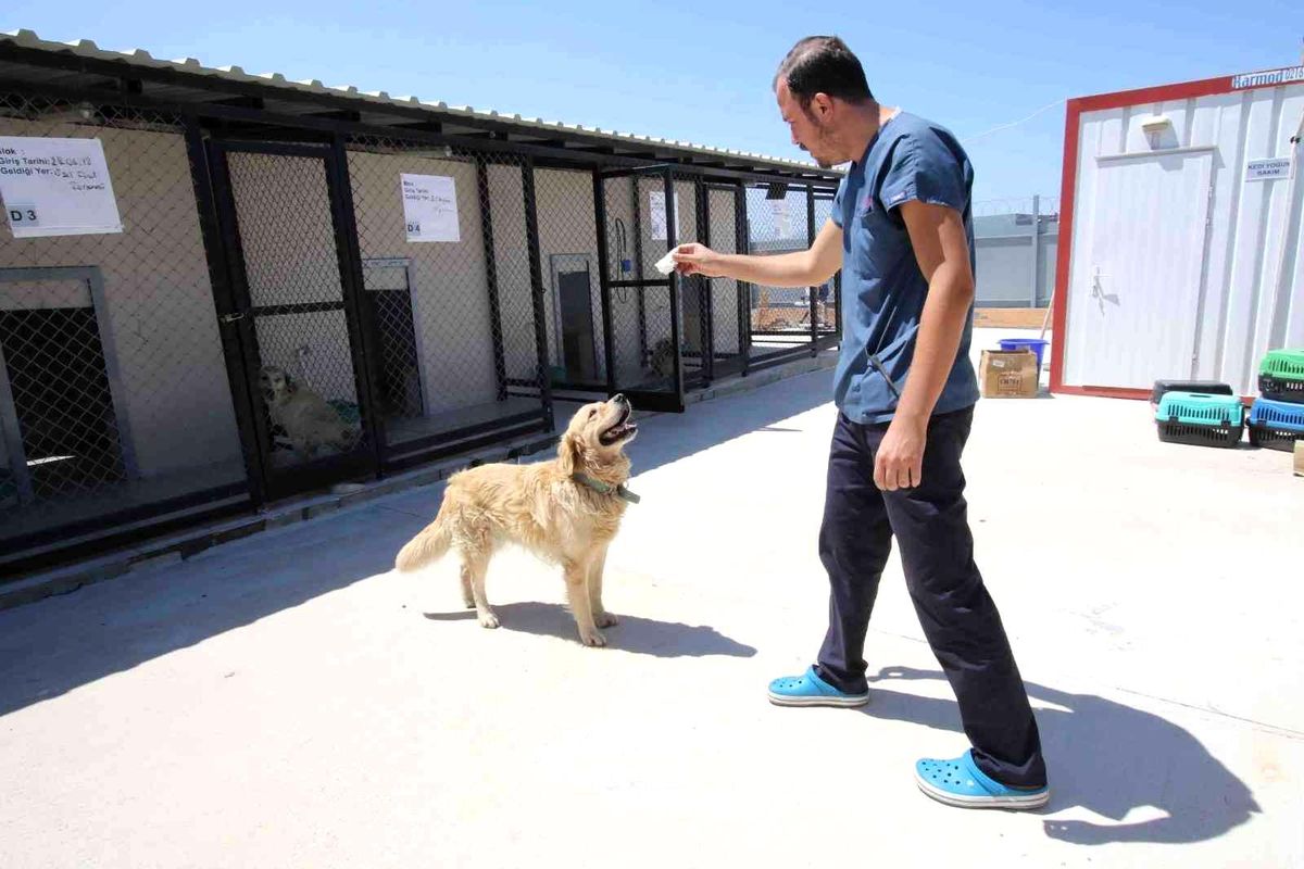Bayraklı Belediyesi 1 yılda 4 bin 740 sokak hayvanına sağlık hizmeti verdi
