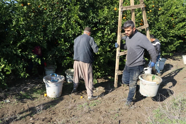 Çukurova'da narenciye bahçelerinde zorlu hasat