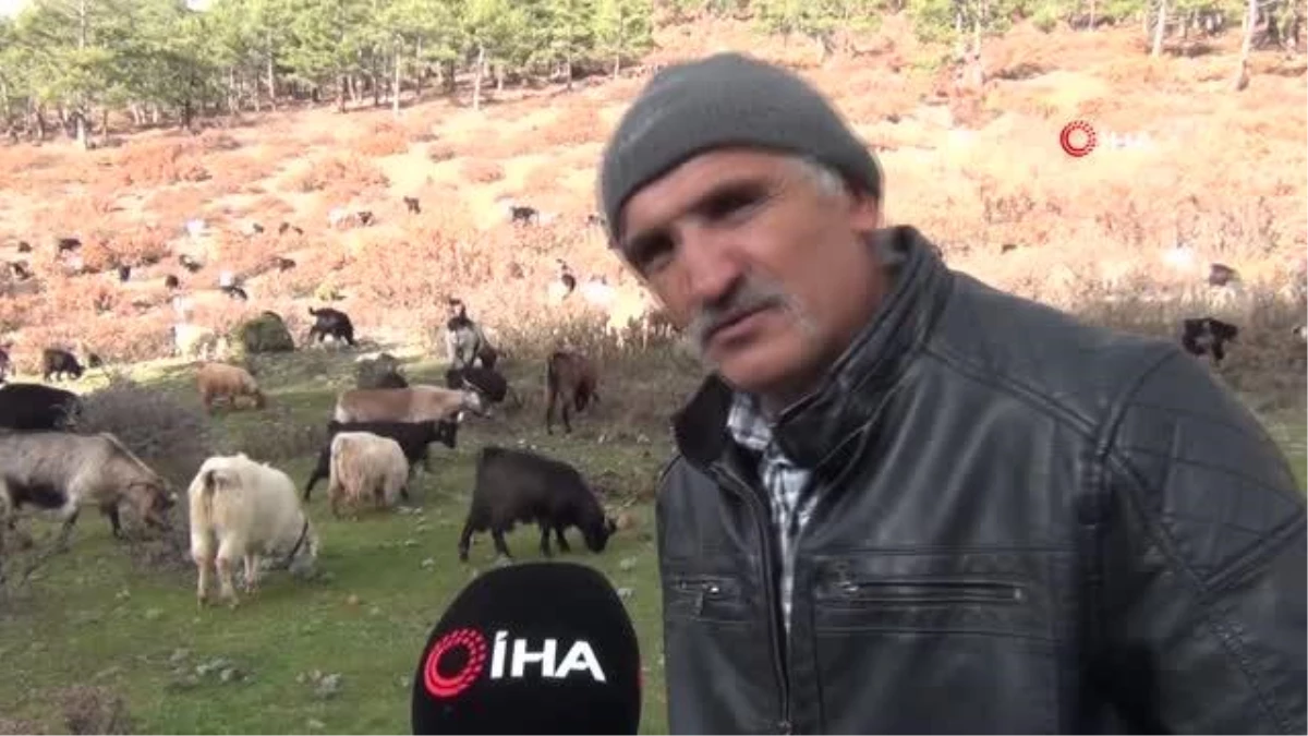 Kütahya\'da 5 çoban köpeği ve yabani hayvanların zehirlendiği iddiası