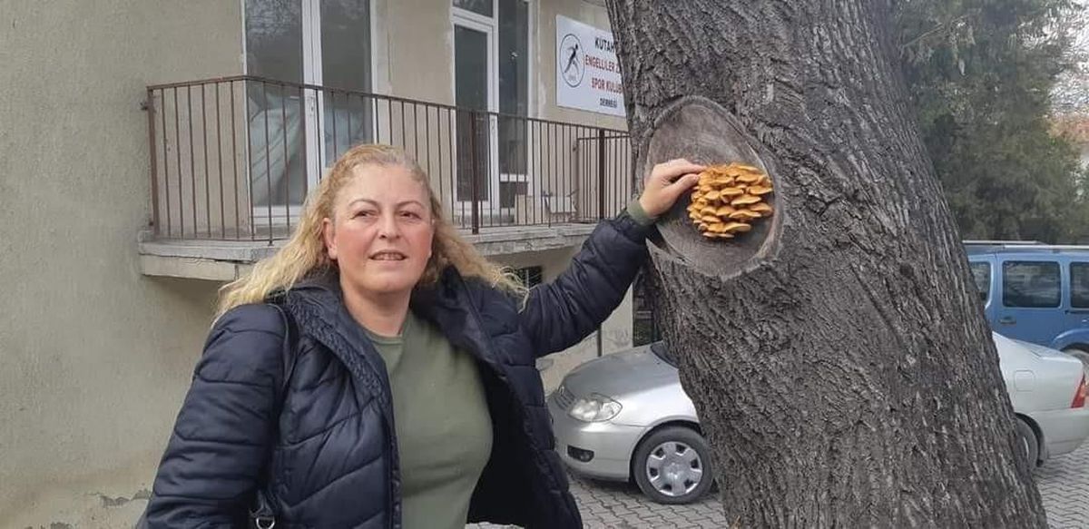 Kütahya\'da bir ağacın gövdesinde çıkan mantarlar şaşırttı