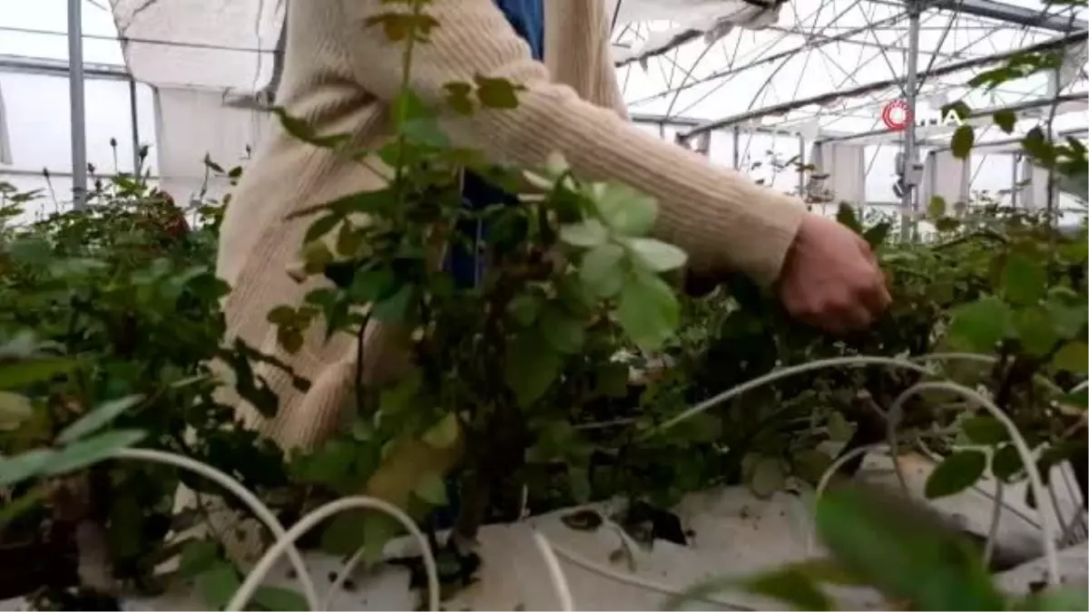 Serada topraksız gül üretti, talebe yetişemedi