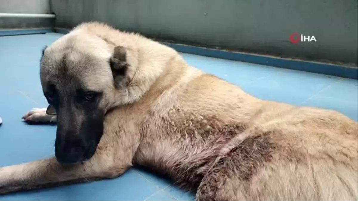 Son dakika haber! Silahla yaralanan köpeğin sahibinden tepki