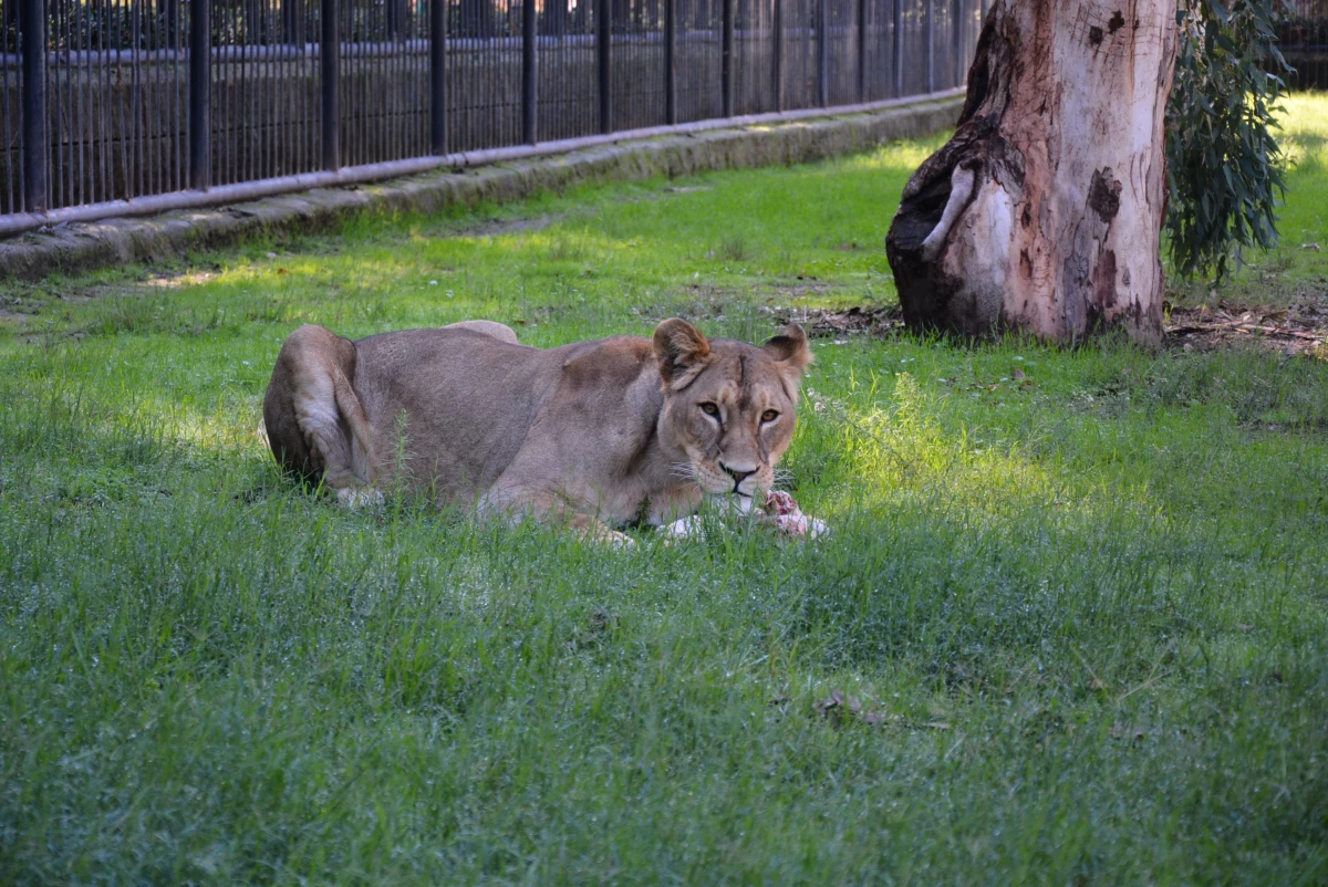 Tarsus Doğa Parkı\'na iki dişi aslan getirildi