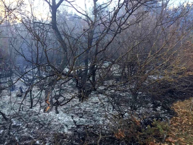 Tokat'ta orman yangını, bölgeye itfaiye ekipleri sevk edildi