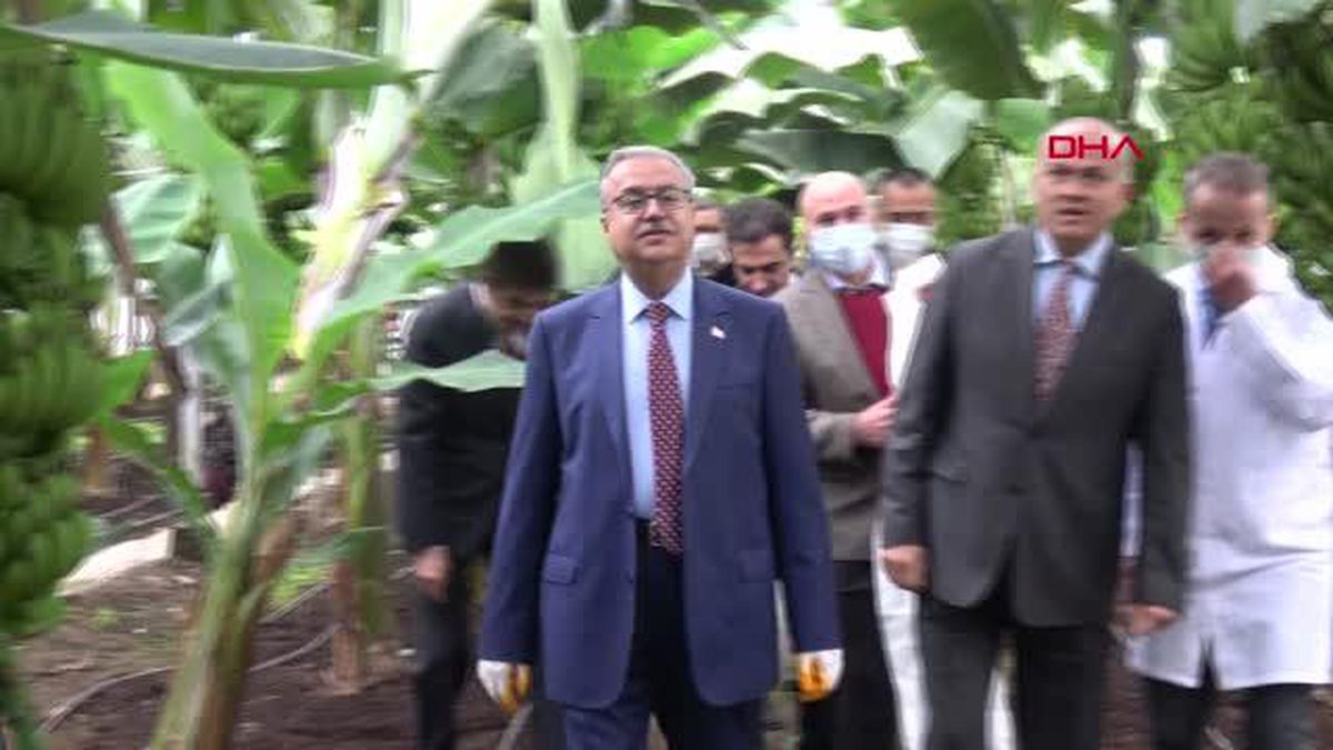 VALİ SU, MUZ HASADINA KATILDI