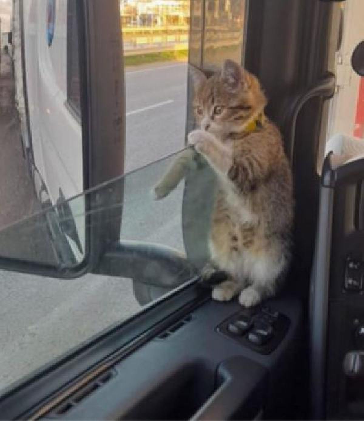 A stray cat became a truck driver\'s fellow companion
