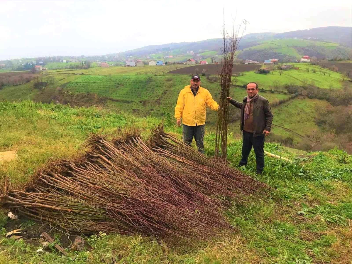 Çiftçilere badem ve muşmula fidanı desteği