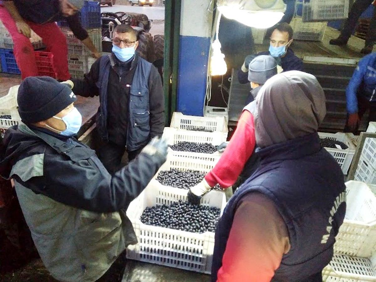 Erdek\'te zeytin hasadında sona gelindi