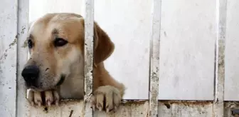 İranlı motosiklet yarışçısı ve oyuncu, kurduğu barınakta 150 köpeğe sahip çıkıyor