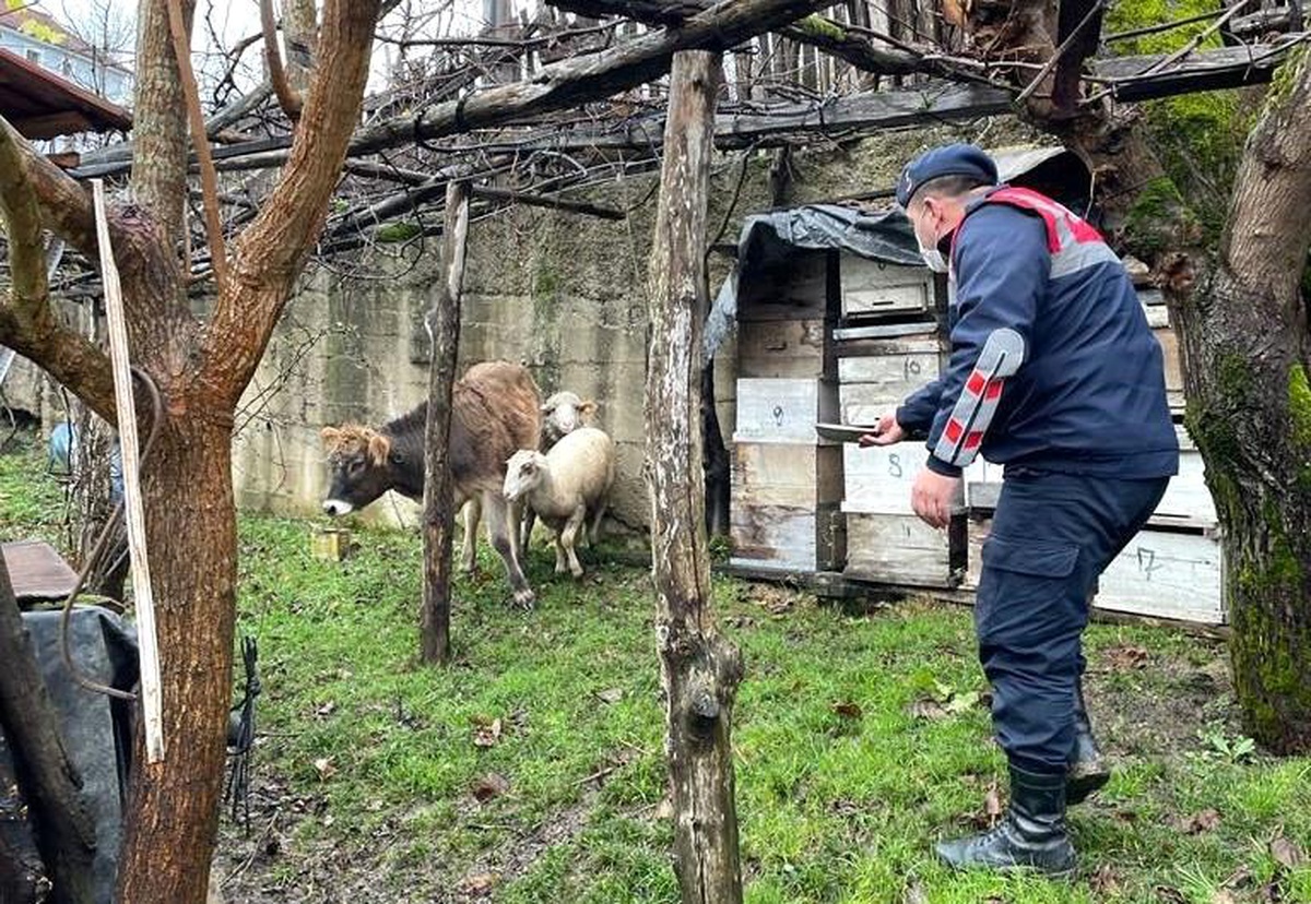 Kaybolan hayvanları jandarma ormanlık alanda buldu