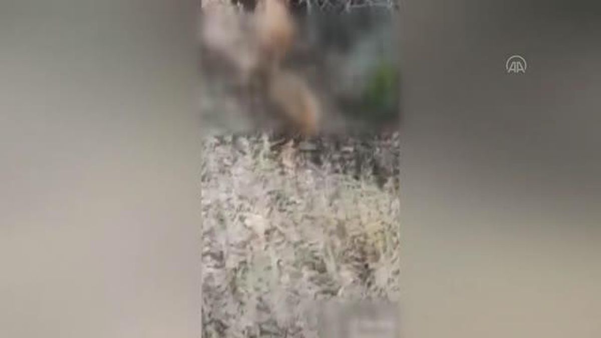 Köpeği tilkiyi boğan kişiye 6 bin lira para cezası verildi