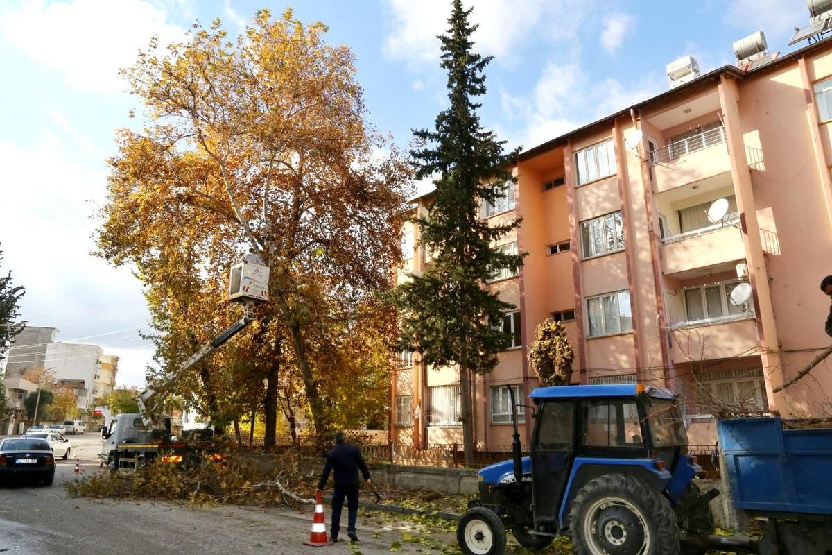 Son dakika yerel: Mevsimsel budama çalışmaları sürüyor