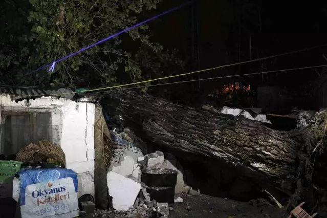 Sağanak yağış sebebiyle 15 metre boyunda ağaç iki müstakil evin çatısına devrildi
