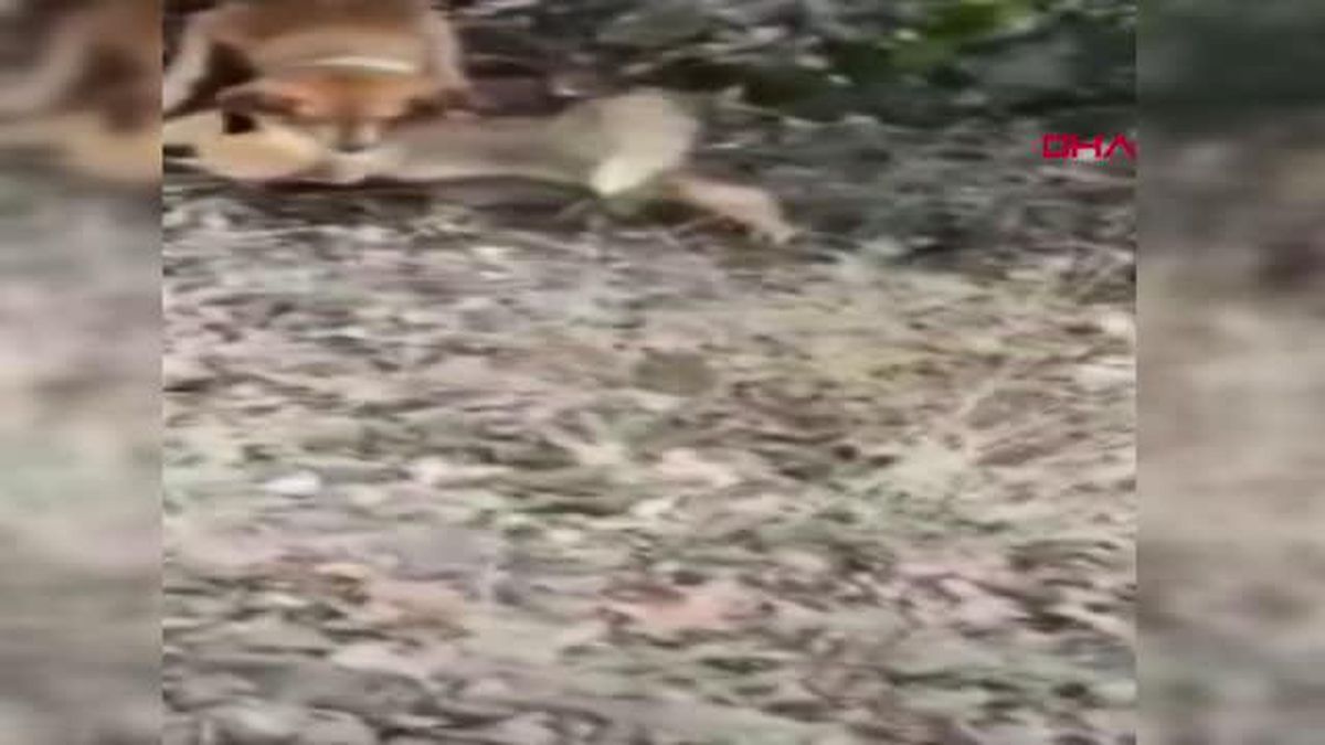 TİLKİYİ AV KÖPEĞİNE BOĞDURAN ŞÜPHELİYE GÖZALTI