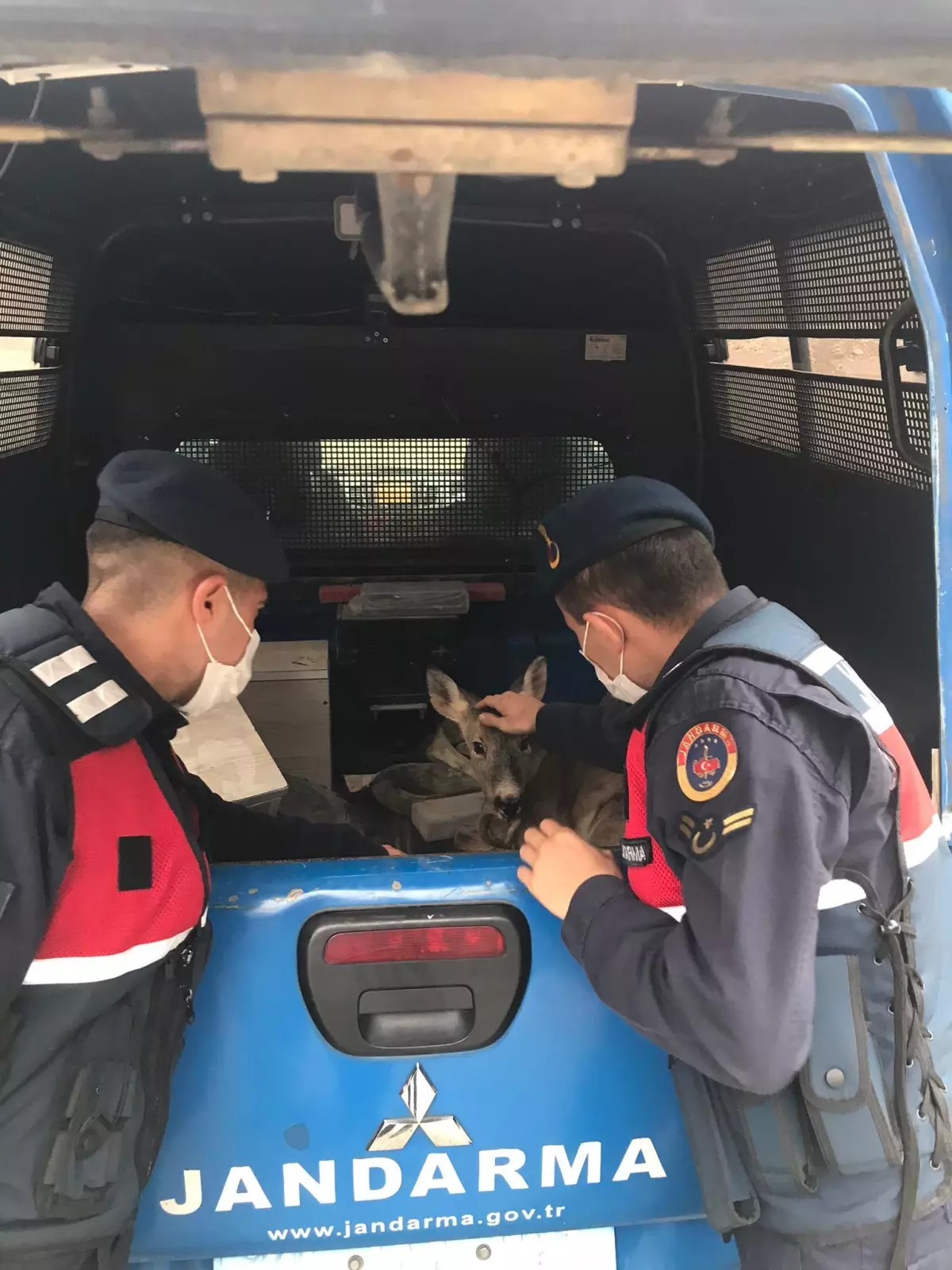 Son dakika haberi... Giresun\'da yol kenarındaki yaralı karacaya jandarma sahip çıktı