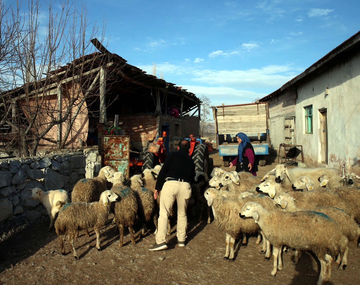 İnşaatlarda çalışarak aldığı 43 koyundan 17'sini kurda kaptırdı