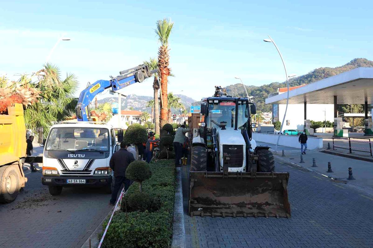 Marmaris\'te palmiyeler Ulusal Egemenlik Caddesi\'ni süsleyecek