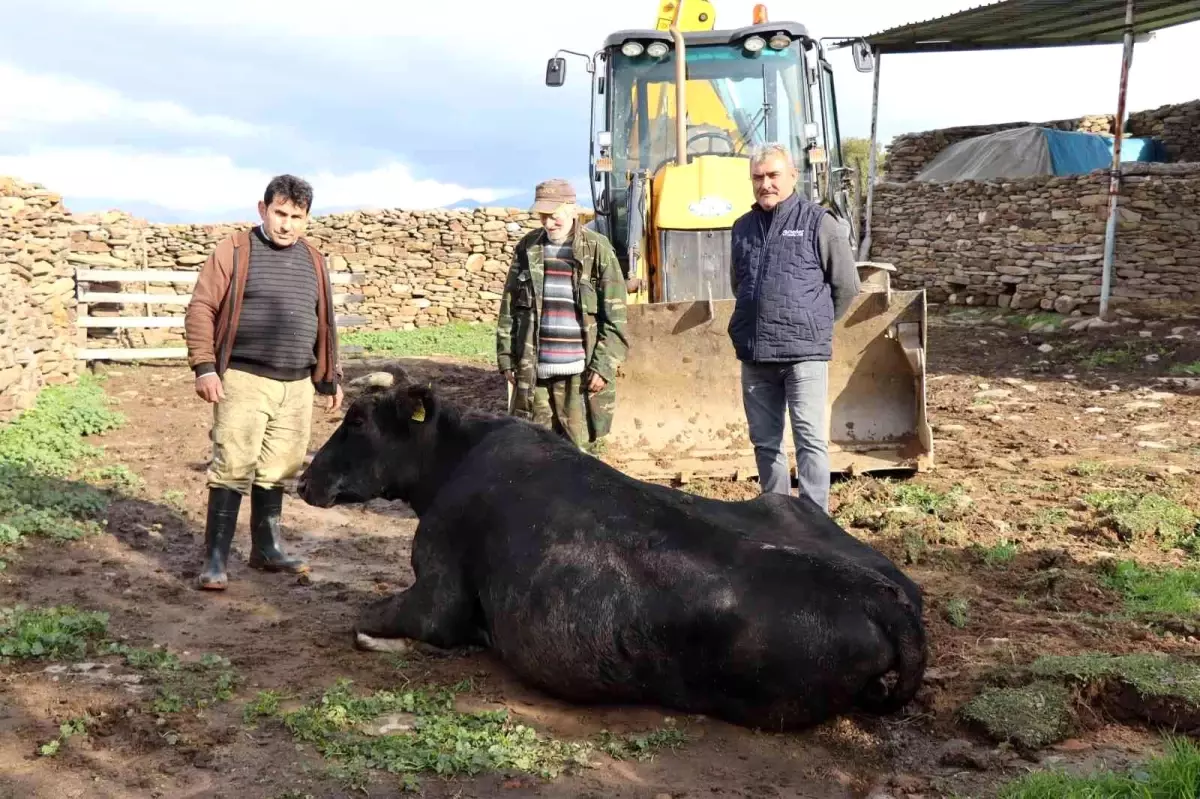 Son dakika... Nazilli\'de inek kurtarma operasyonu 4 saat sürdü