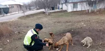 Ormana bırakılan sokak köpeklerine jandarma sahip çıktı