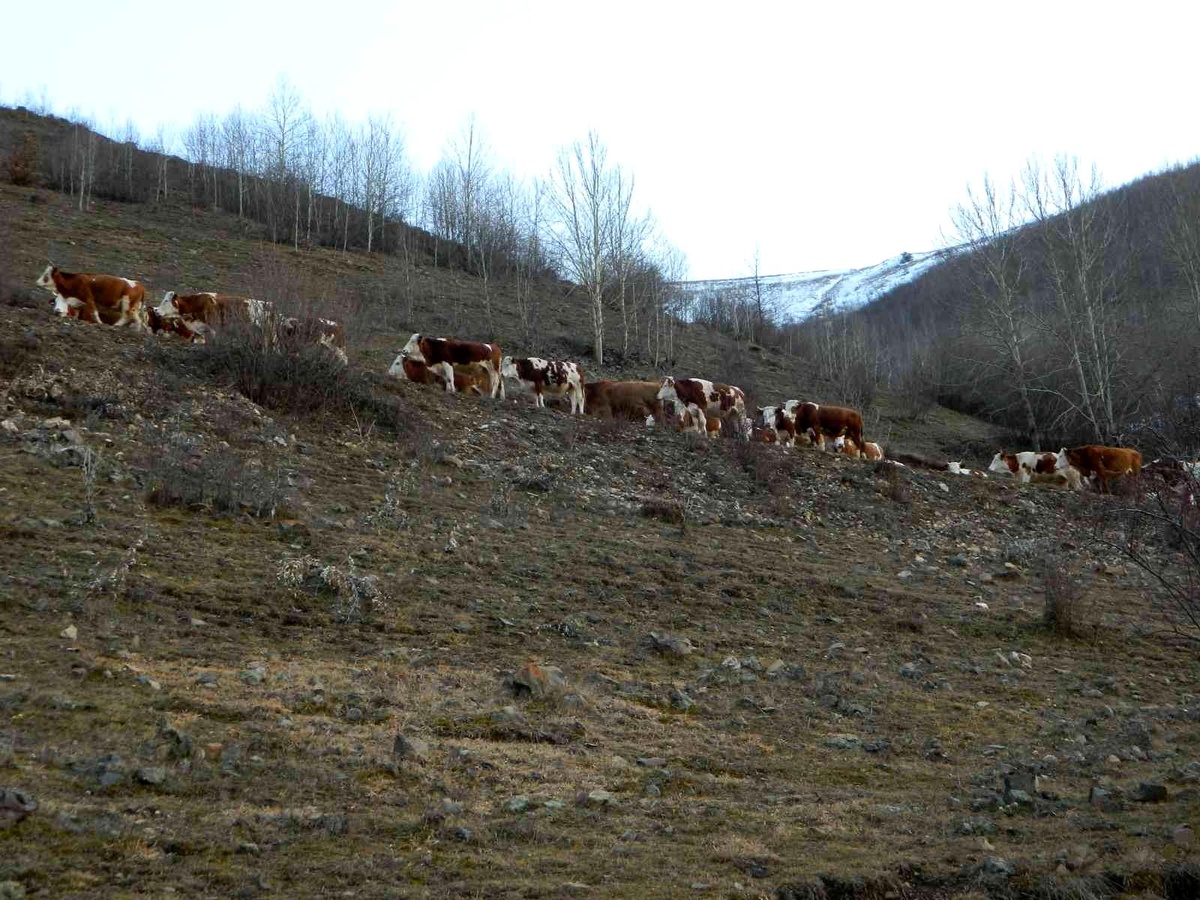 Posof\'ta Aralık ayında hayvanlar merada