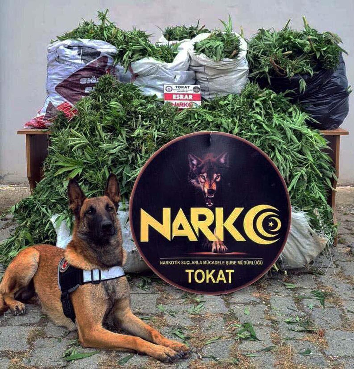 Son dakika haberi | Tokat merkezli 6 ilde uyuşturucu operasyonu: 13 tutuklama