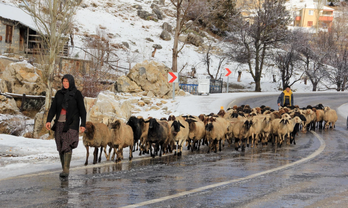 Toros Dağlarında kar yağışının başlamasıyla Yörükler sahil kesimine göçe başladı