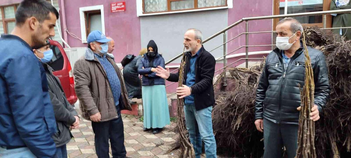 Türkeli\'de 7 bin 500 ceviz fidanı dağıtıldı