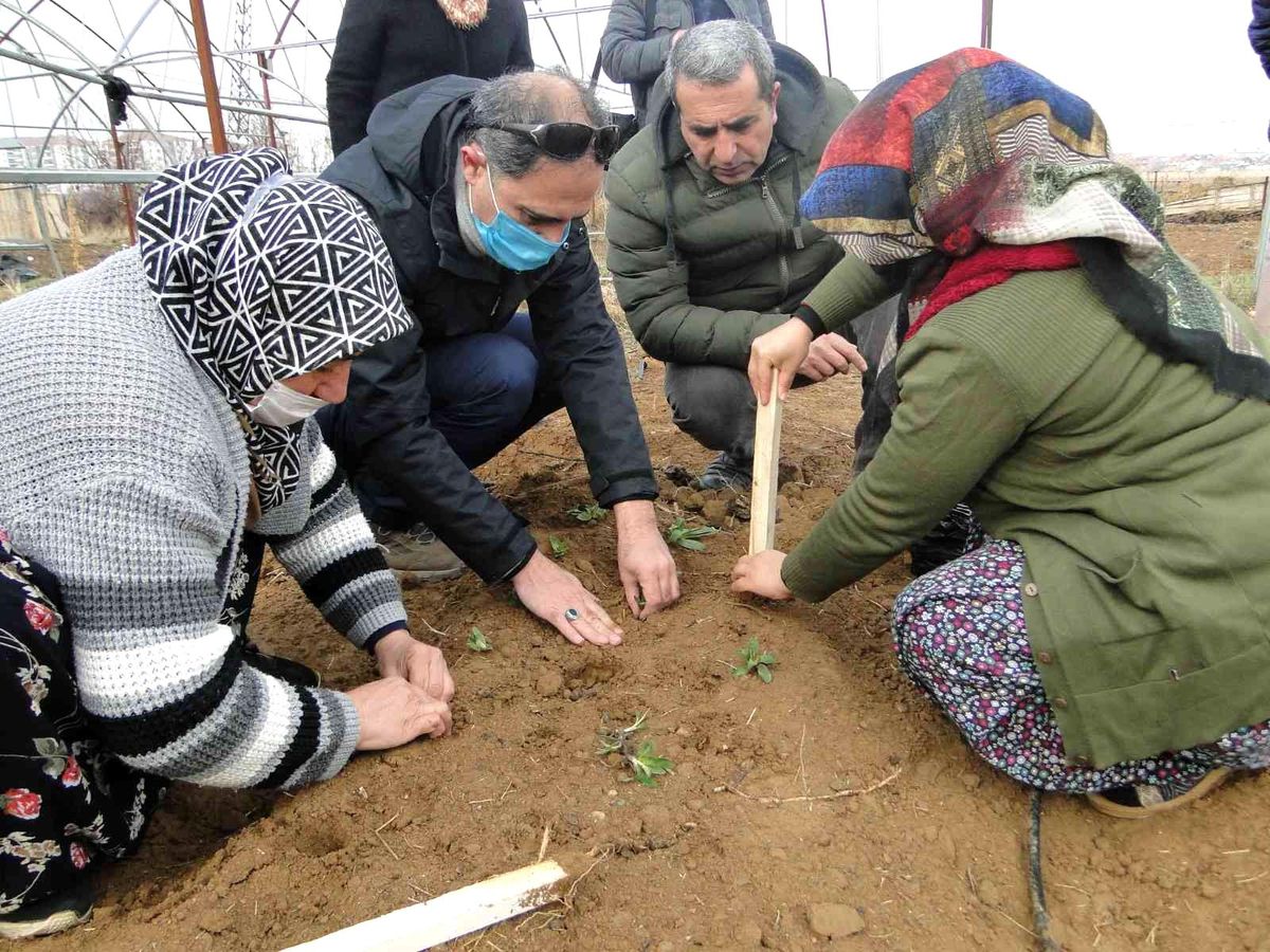 50 bin salep fidesi toprakla buluşturuldu