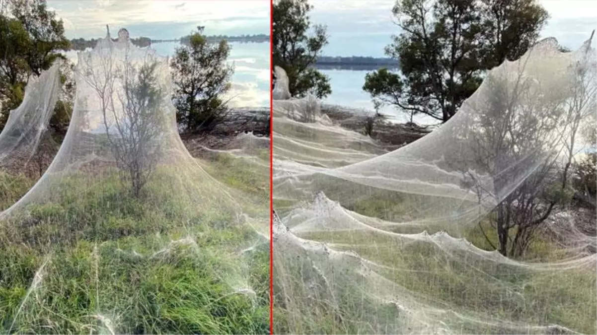Avustralya böcekler tarafından istila edildi! Biri hayalet gibi, diğeri ısırınca yumruk etkisi yapıyor