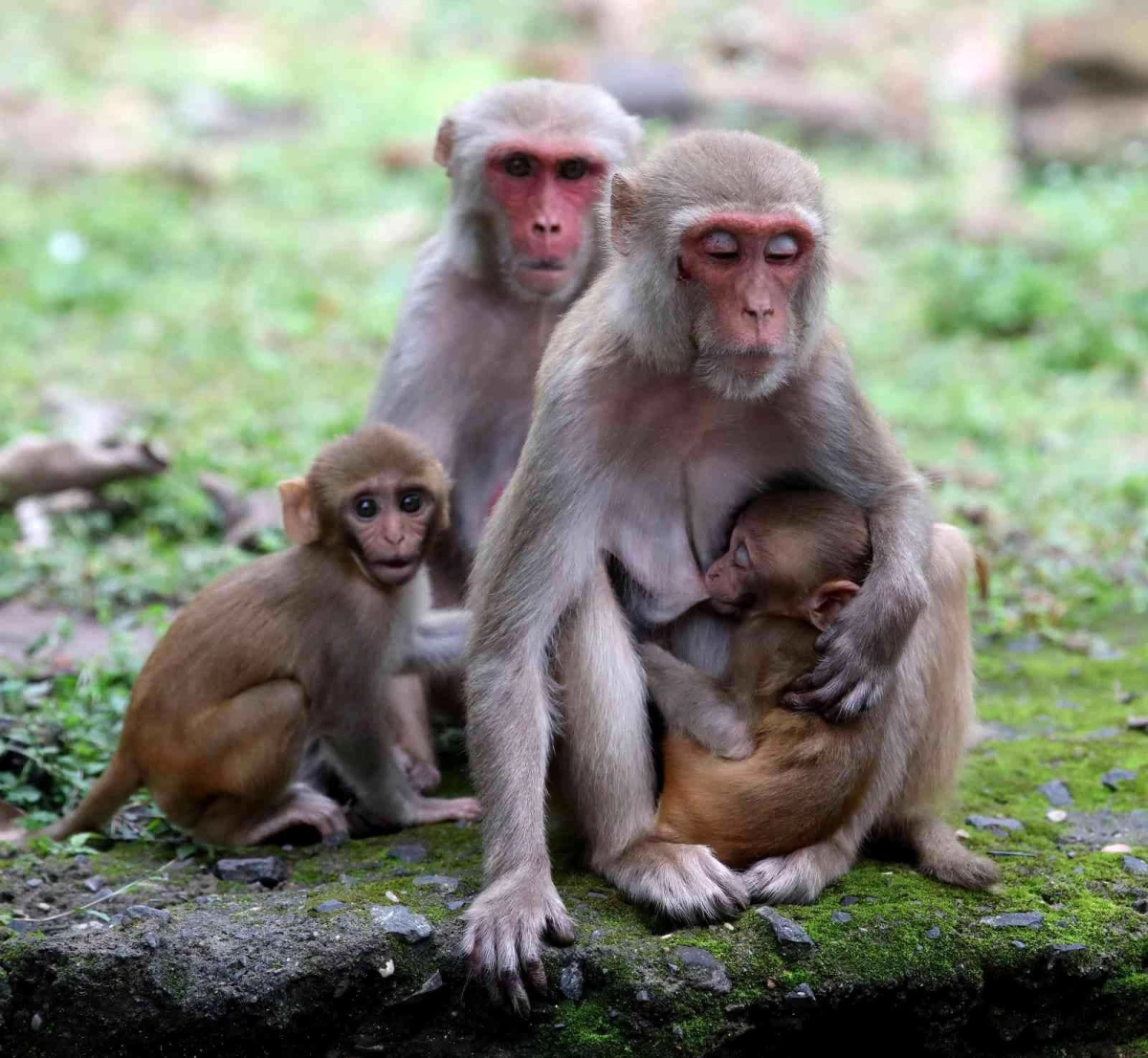 Hindistan\'da maymunların intikam için yaklaşık 250 köpek yavrusunu öldürdüğü iddia edildi