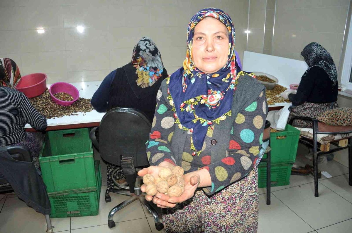 İki çuval cevizle başladı, kendi işinin patronu oldu