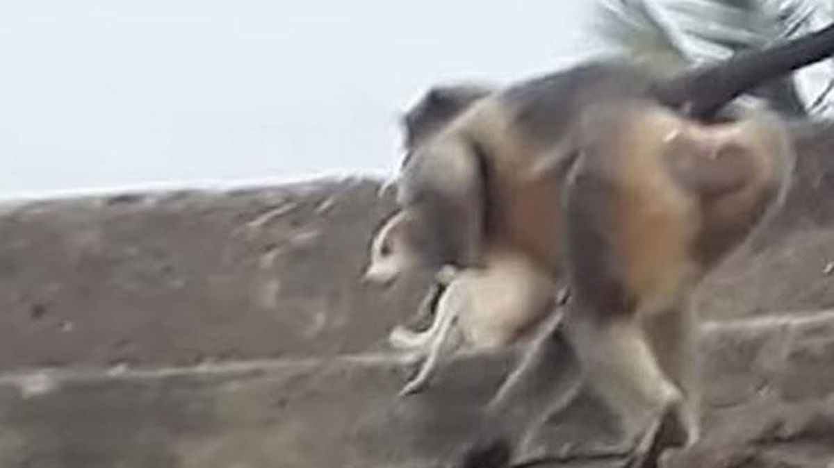 Bu da maymunlar ile köpeklerin savaşı! Yavrularını öldüren köpeklere saldırdılar, 250\'sini öldürdüler