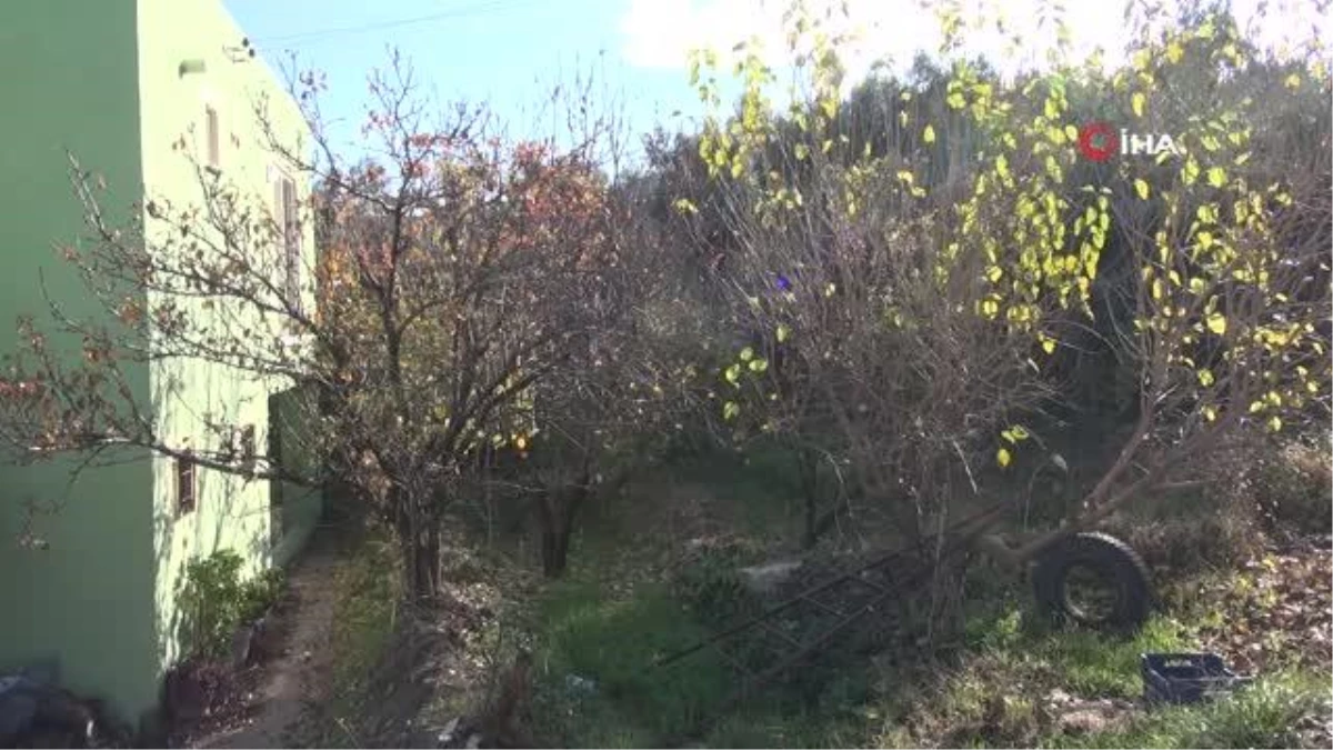 Mersin\'de armut ağacı Aralık ayında meyve verdi