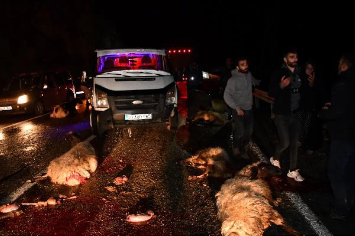 Minibüs sürüye çarptı; çoban yaralandı, 19 koyun öldü